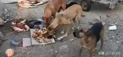 石家庄吃瓜杀妻案件,一场悲剧背后的家庭伦理与法律拷问