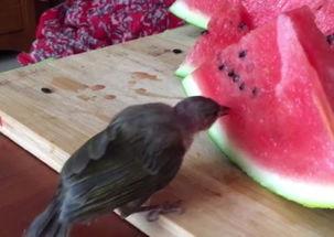 鸟吃瓜吗,揭秘瓜果在鸟类饮食中的角色