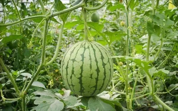 吃瓜热门事件2025,揭秘娱乐圈风云变幻