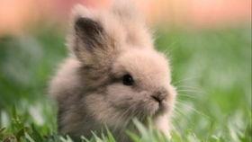 东京兔子吃瓜,一场吃瓜引发的狂欢之旅