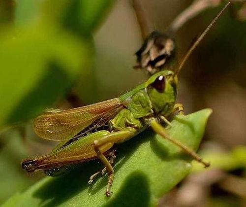 蚂蚱吃不吃小瓜,揭秘它们对小瓜的喜好之谜