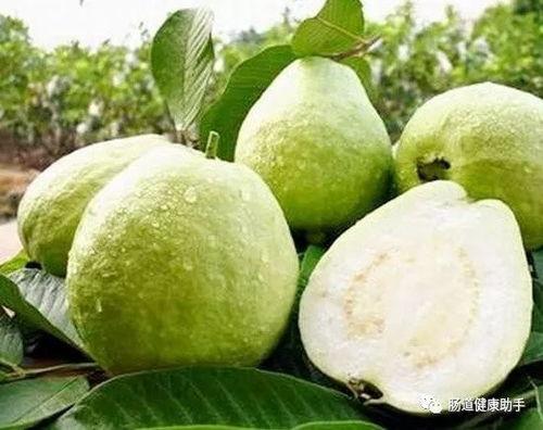 吃吊瓜便秘不,吊瓜食用与便秘关系探讨