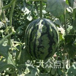 榆林老孟吃瓜,揭秘民间吃瓜文化的魅力与传承