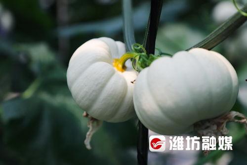 潍坊跳舞吃瓜网,探寻舞动激情与休闲生活的完美融合