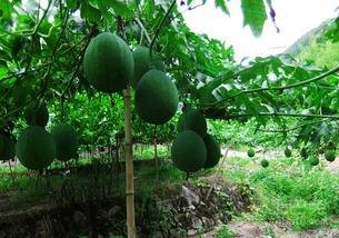 吊瓜尖怎么吃,探索美味与营养的完美结合