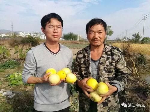 合肥吃瓜群众行动,揭秘网络舆论背后的社会现象