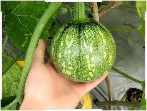 缅甸缅北云南吃瓜,一场独特的“吃瓜”盛宴