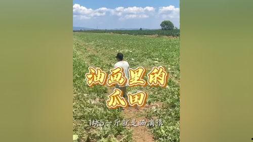 夏日vlog吃瓜,吃瓜乐趣多，揭秘网红美食背后的故事