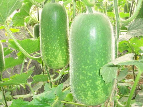 在宗门吃瓜,吃瓜群众揭秘门派秘辛