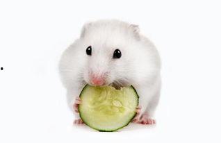 仓鼠可以吃板栗瓜吗,仓鼠的美食新选择？