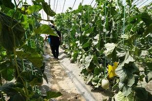 利川的吃瓜视频,揭秘当地特色美食背后的故事