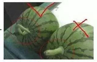 吃瓜声音素材,揭秘吃瓜群众的趣味生活